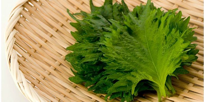 Japanese Skincare Ingredients You Need To Know About Shiso THANN Shiso Revitalizing Fluid