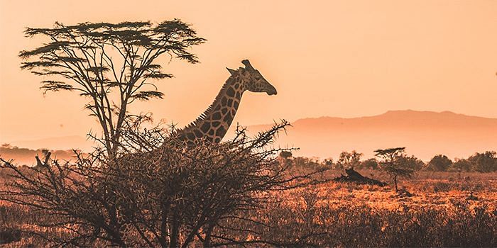 hbsg-safari-lodge-travel-africa-giraffe