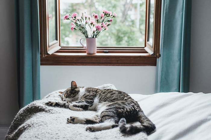 Napping, Resting, Sleeping, Canada, Domestic Cat