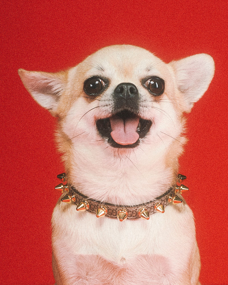year of the dog celebrity designer pets kim kardashian louis vuitton gucci