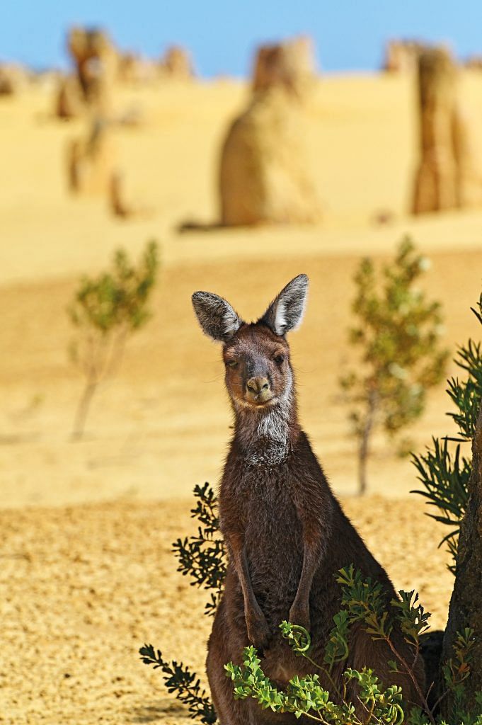 The chances of spotting a kangaroo on highways en route to the South West are high.